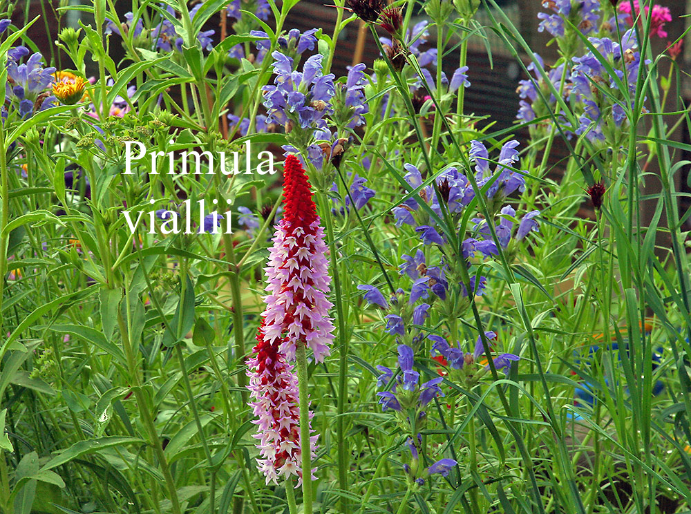 Primula vialii / Orchideen - Primel